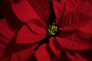 poinsettia